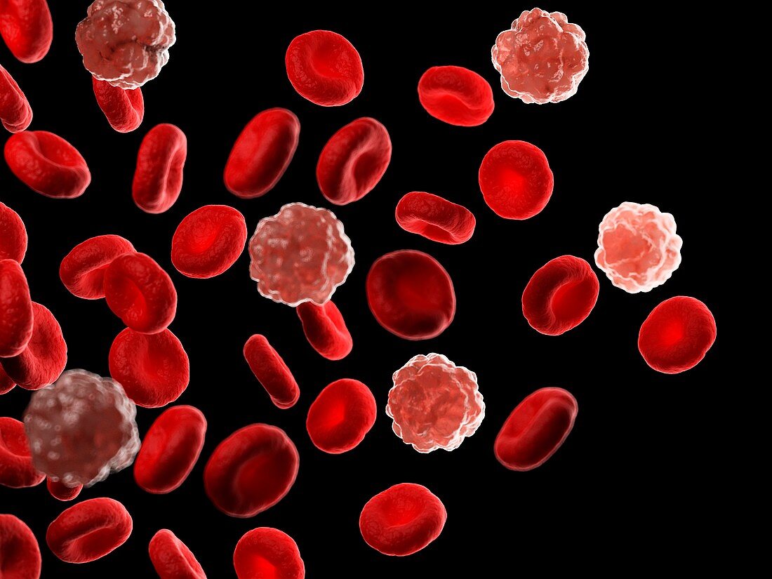 Red and white blood cells,illustration