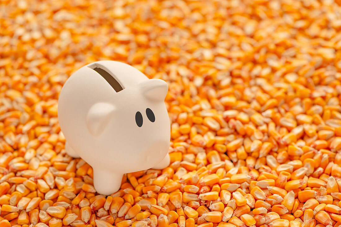 Piggy bank on pile of harvested corn seed