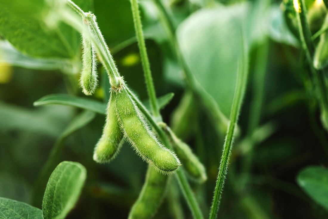 Unripe soybean pods