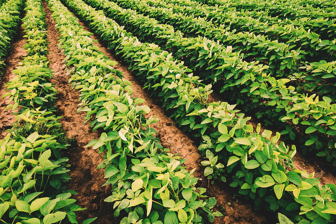 Soybean crop