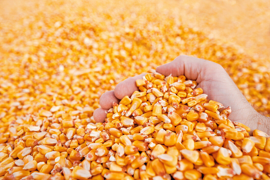 Farmer taking a handful of corn kernels