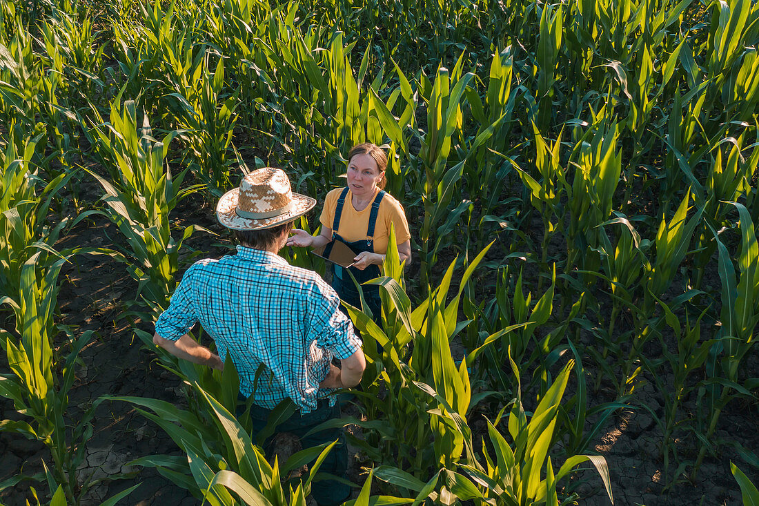 Agronomist advising corn farmer in field