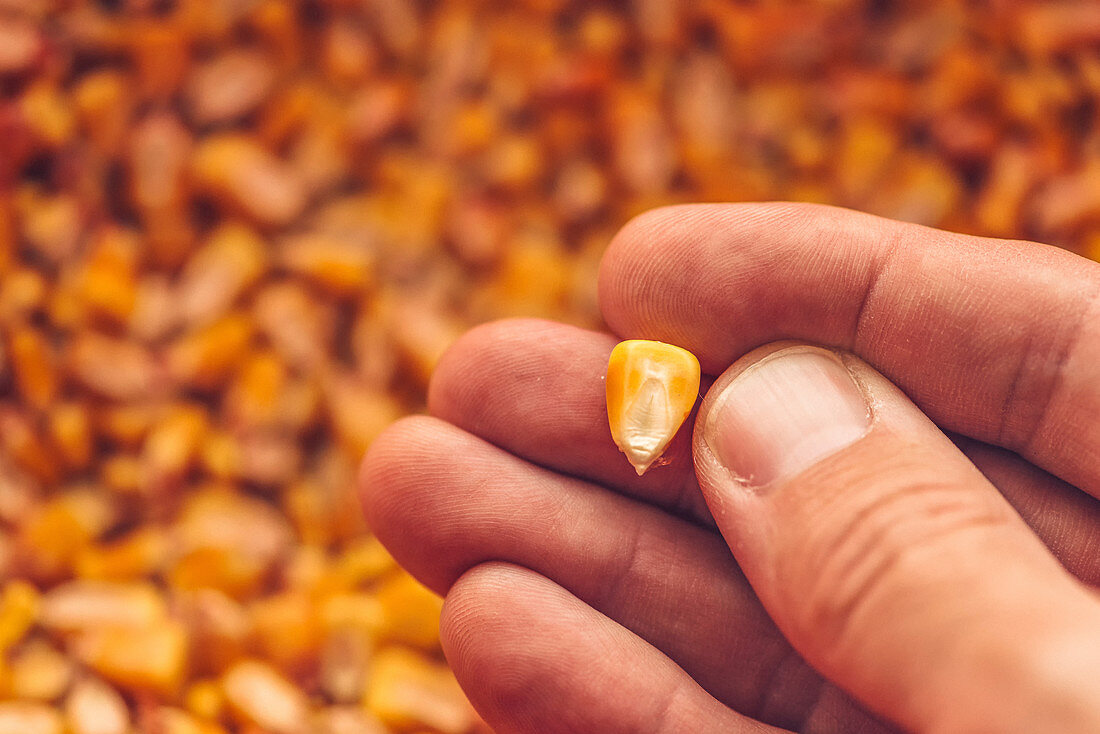 Single corn kernel in farmer's hand