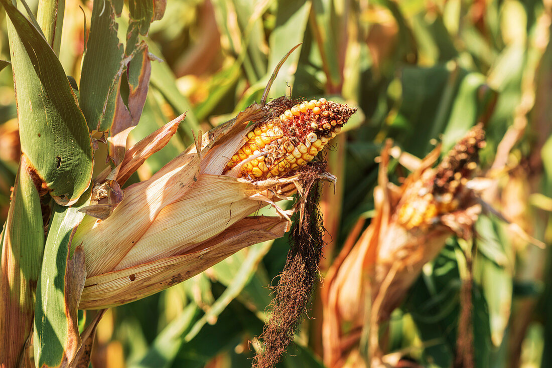 Damaged ear of corn in field