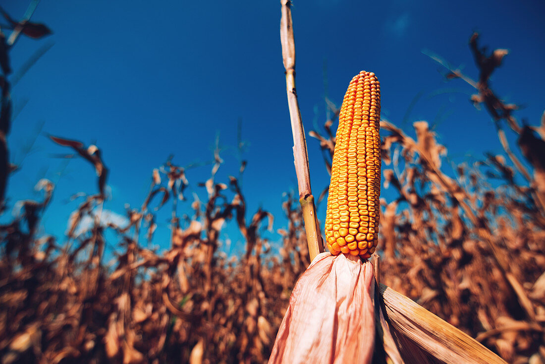 Corn in field