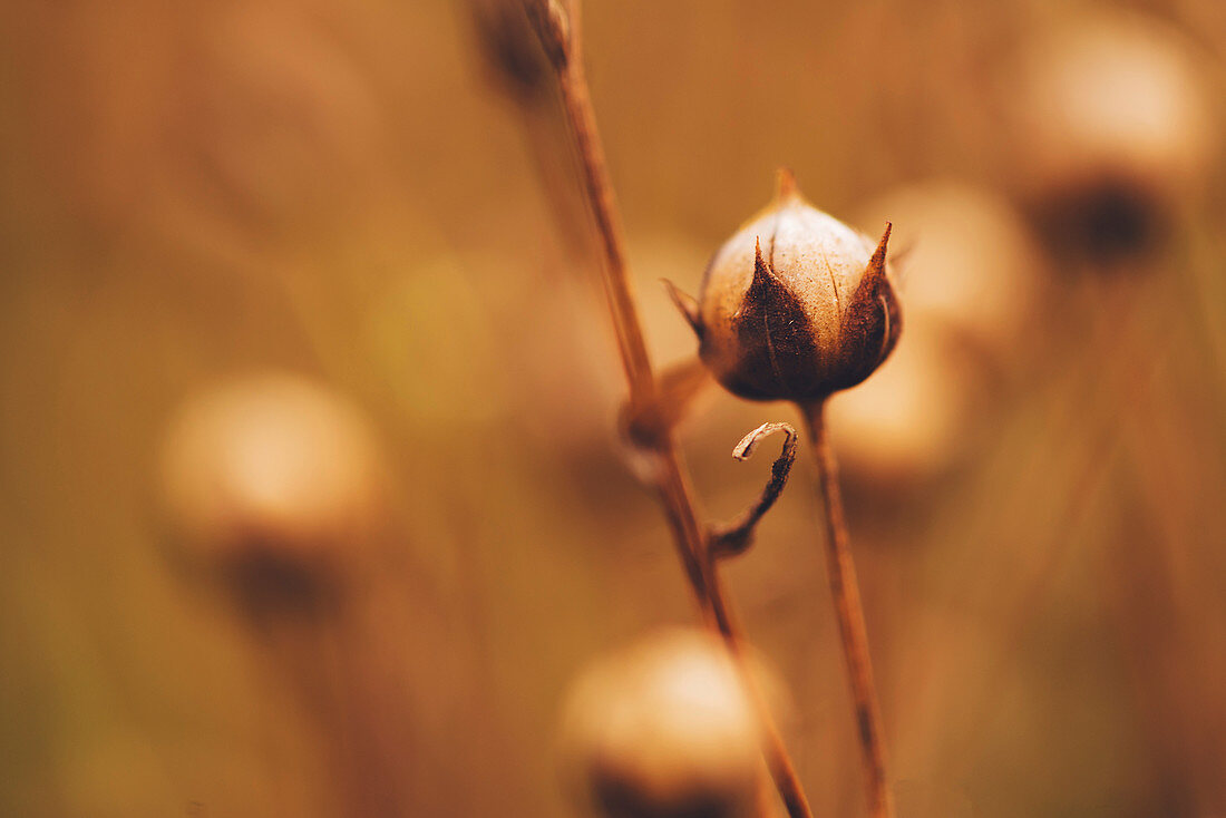 Flax (Linum usitatissimum)