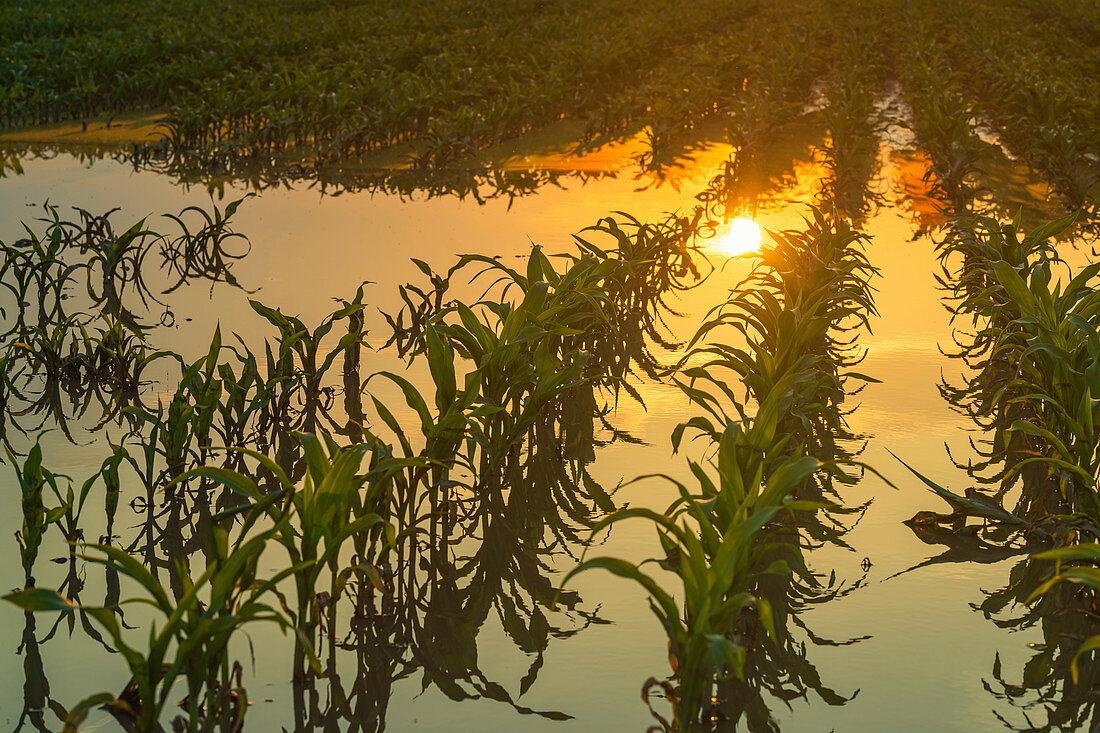 Flooded young corn field