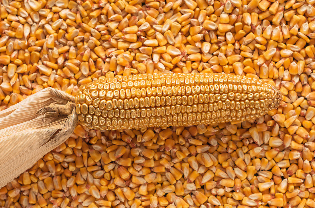 Corn cob and kernels