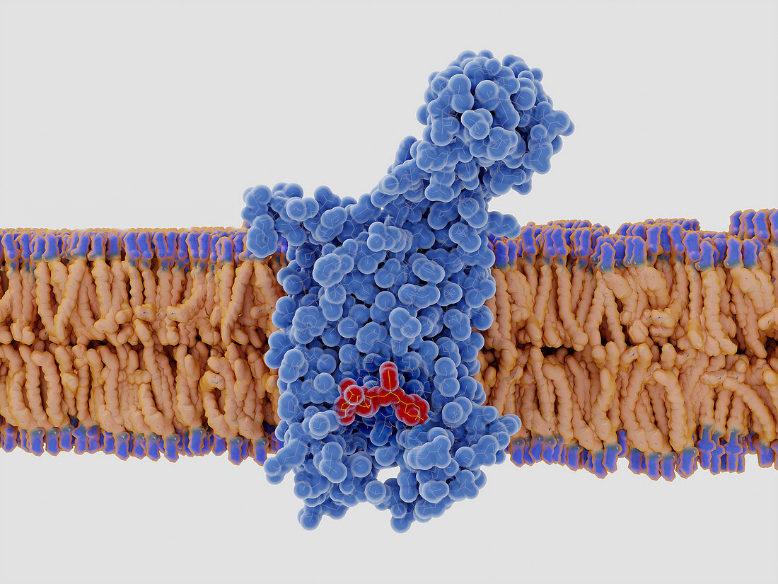 HIV drug binding to CCR5 co-receptor,illustration
