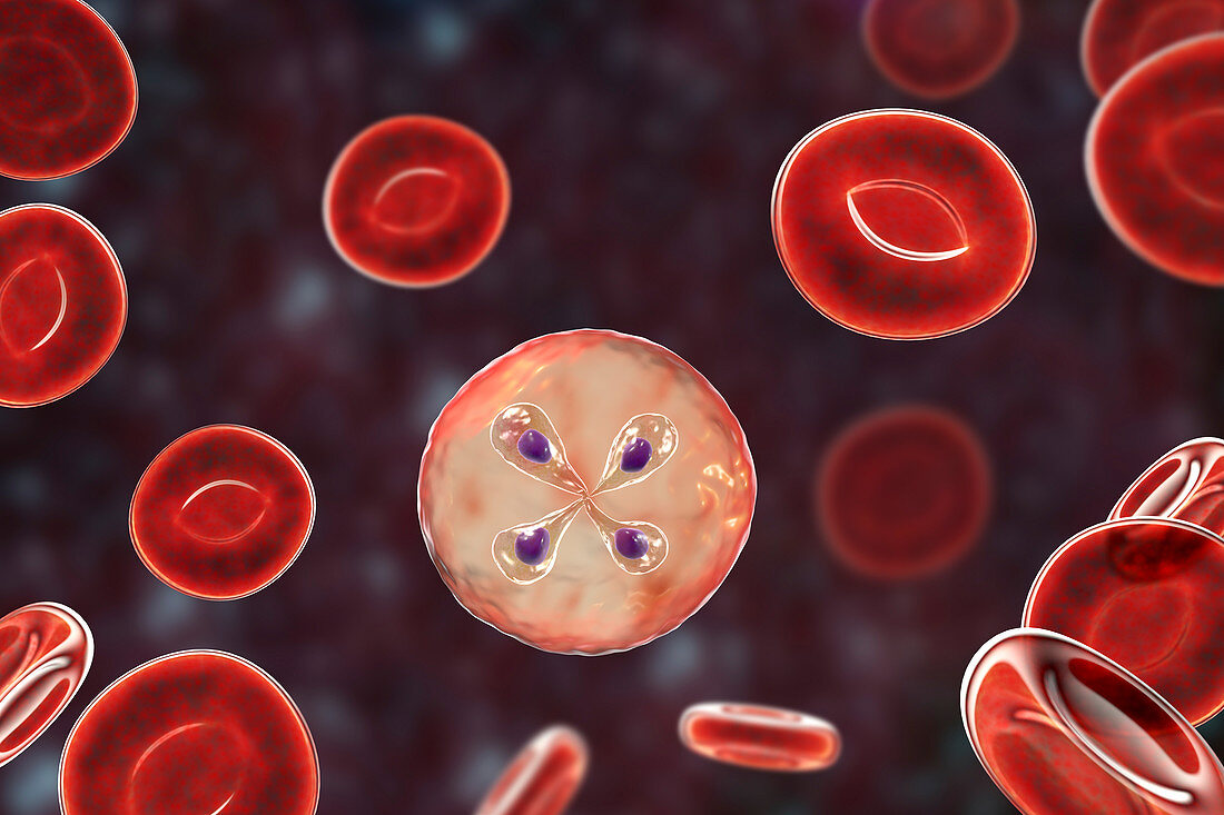 Babesia parasites inside red blood cell,illustration