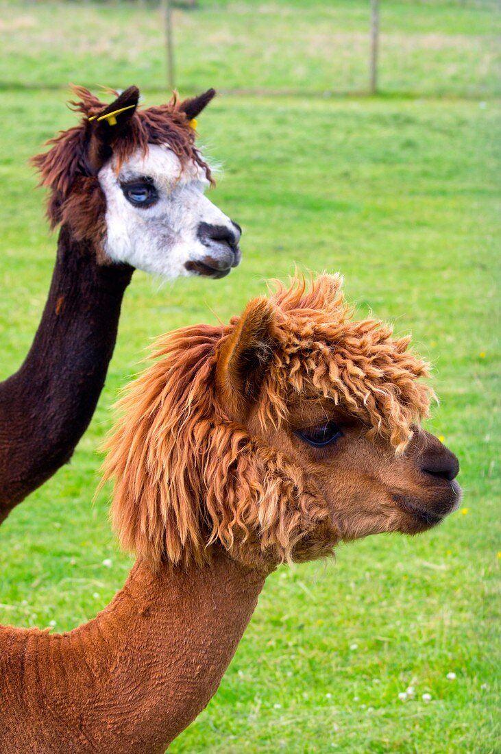 Llamas in Scotland.