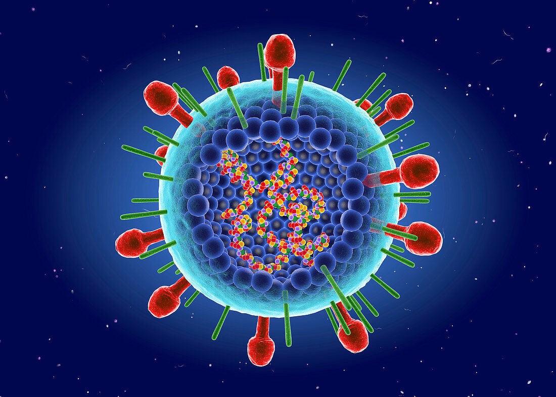 Human respiratory syncytial virus,illustration