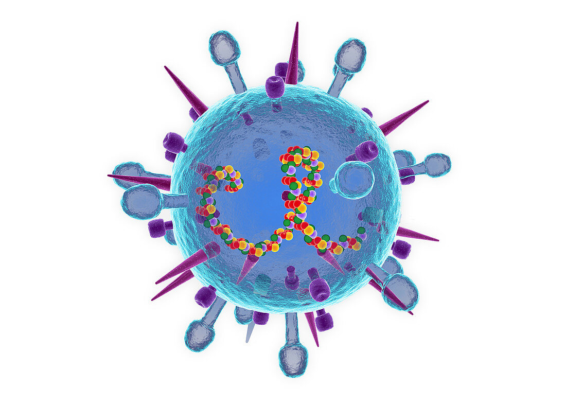 Influenza B virus,cut-away illustration
