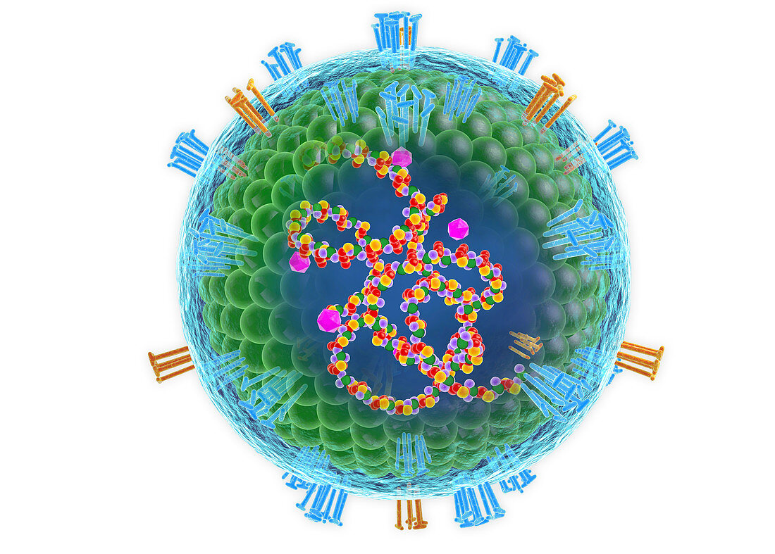 Measles virus,cut-away illustration