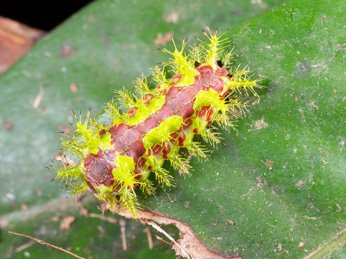 Saddleback Caterpillar, Ecuador