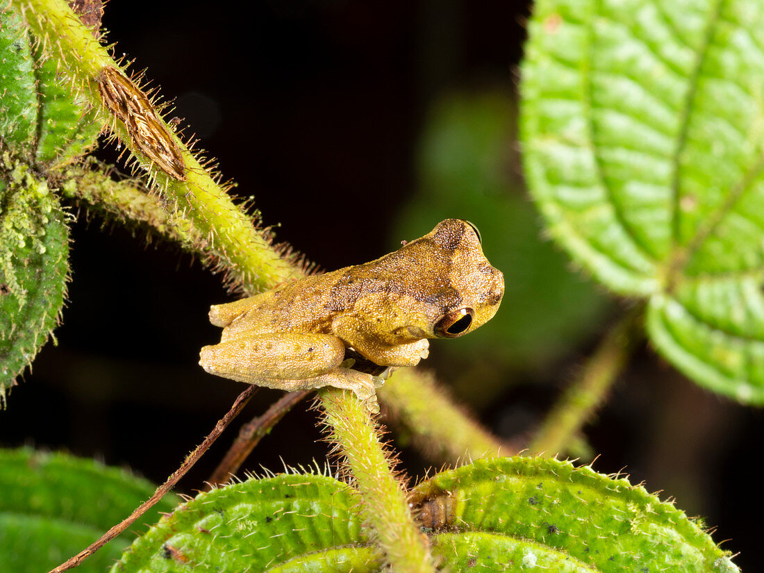 Least Treefrog perched on a shrub
