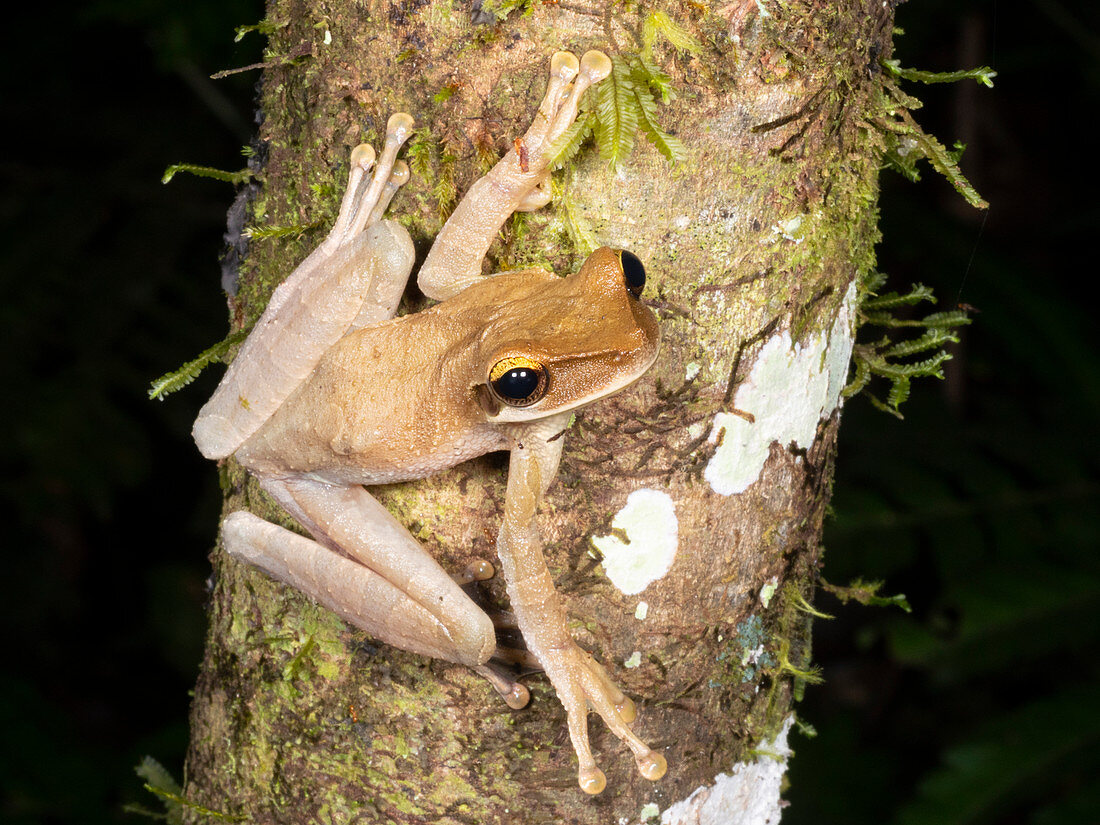 Napo Slender-legged Treefrog