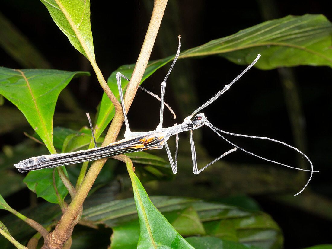 Dead stick insect infected with fungi