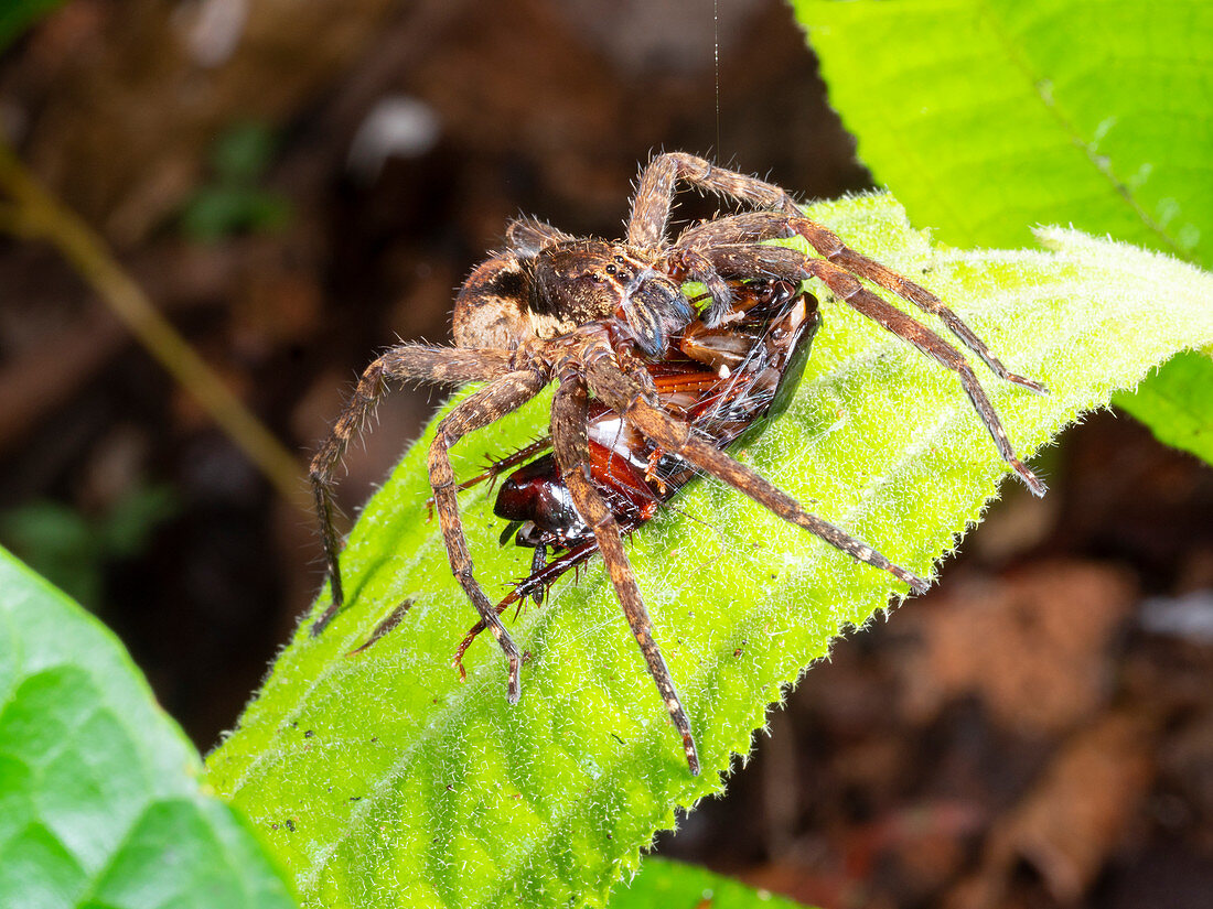 Amazonian wandering spider feeding