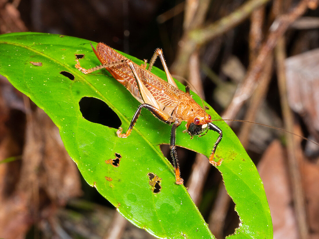 Bush cricket in the rainforest