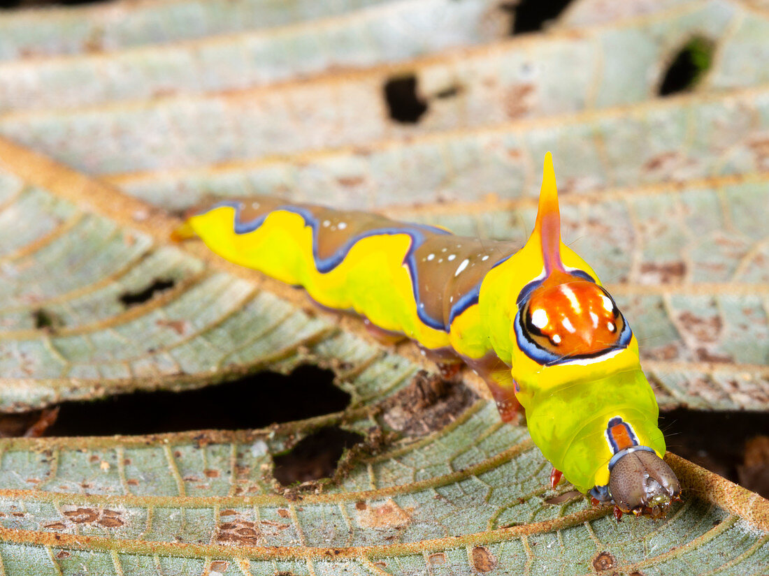 Brightly coloured moth caterpillar