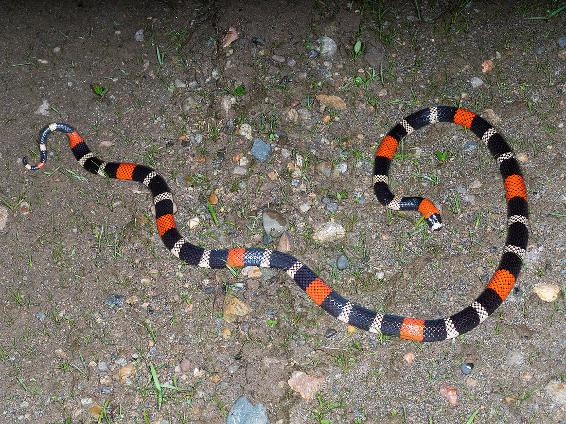 South American Coral Snake