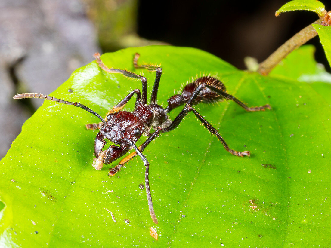 Bullet Ant on a rainforest leaf