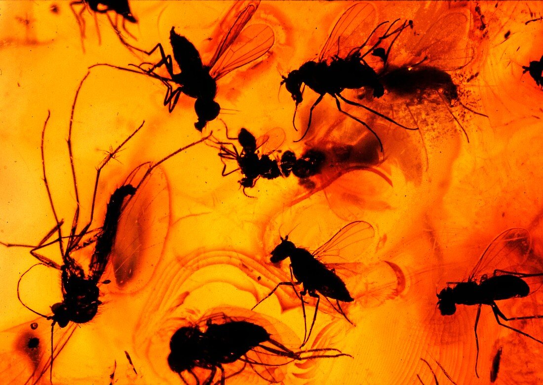 Insects trapped in amber