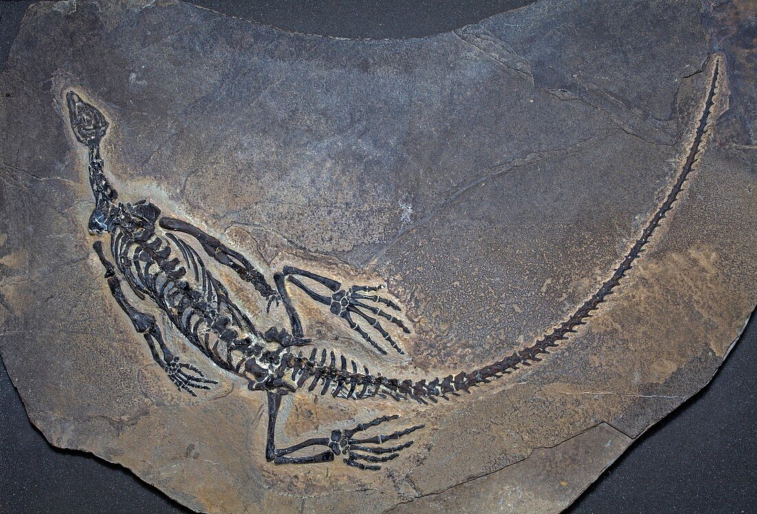 Claudiosaurus fossil reptile