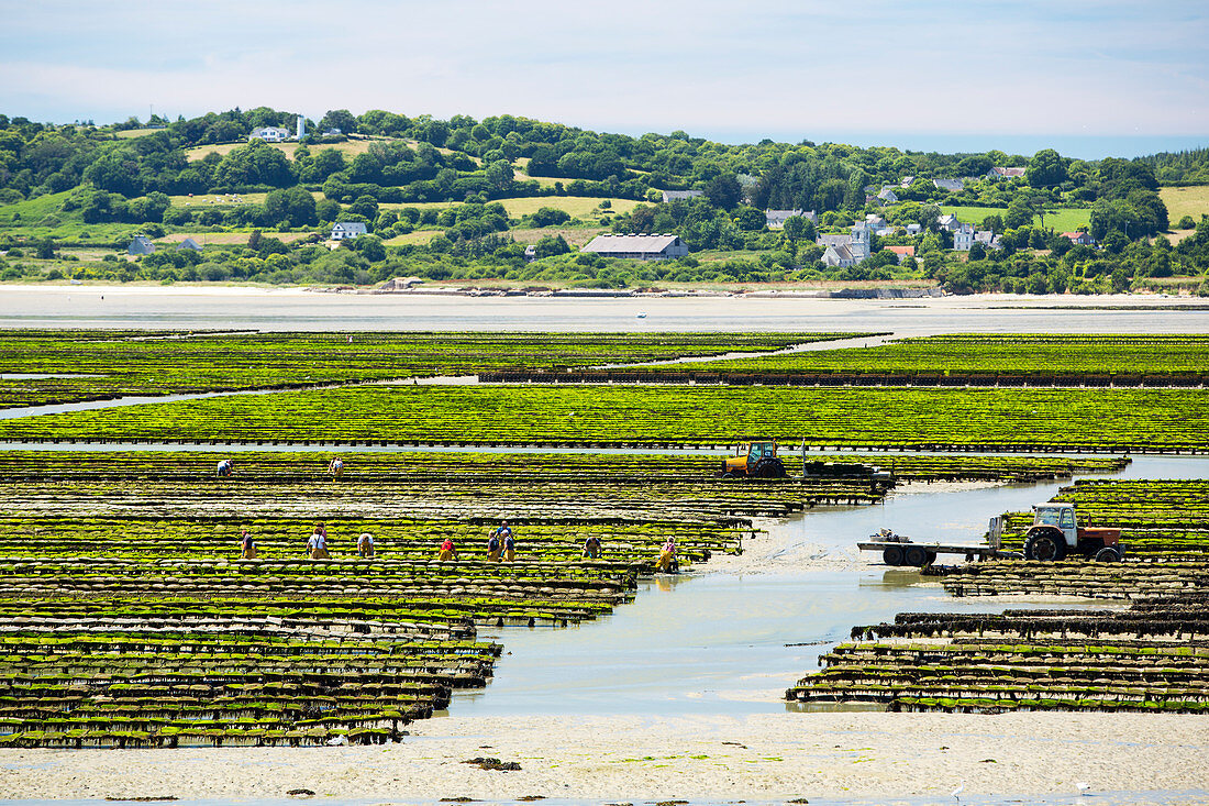 Oyster racks, St Vaast la Hougue, Normandy, France