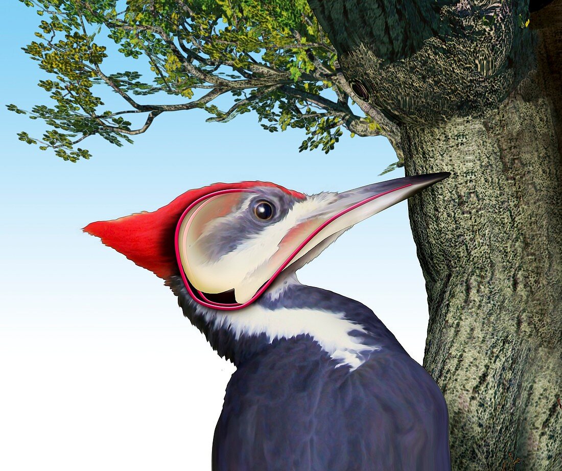 Pileated woodpecker, illustration