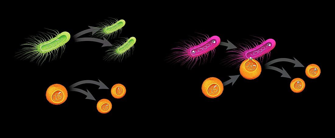 Development of antibiotic multi-resistance in bacteria