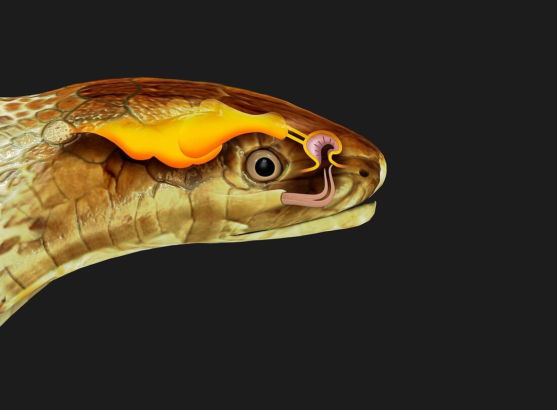 Snake head and tongue anatomy, illustration