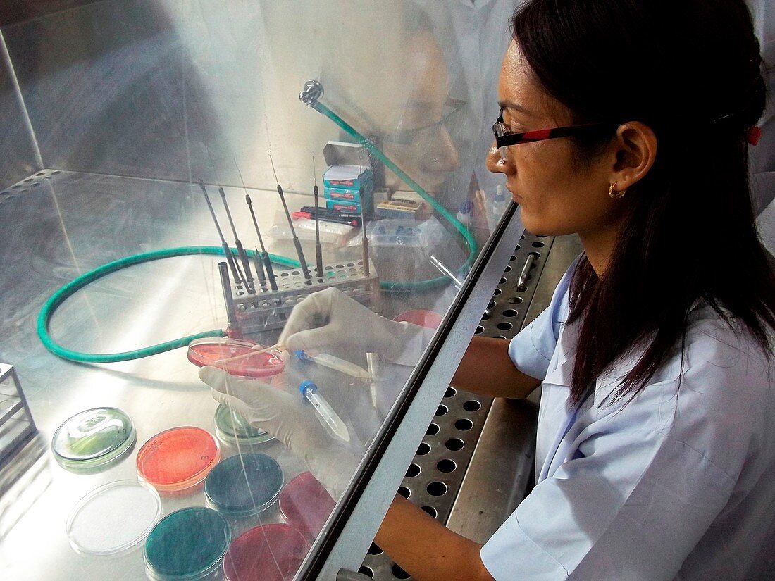 Scientist in microbiology laboratory