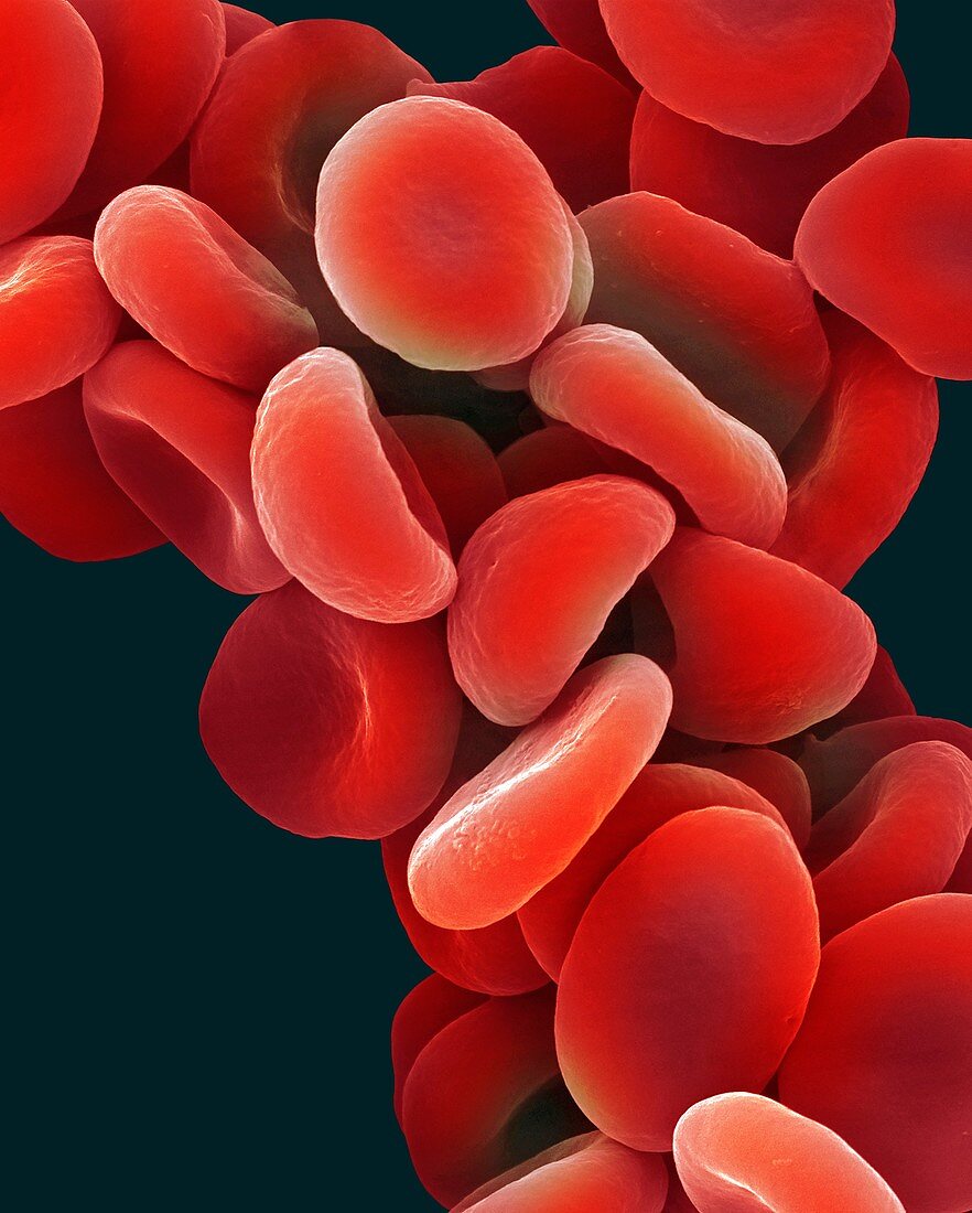 Human red blood cells, SEM