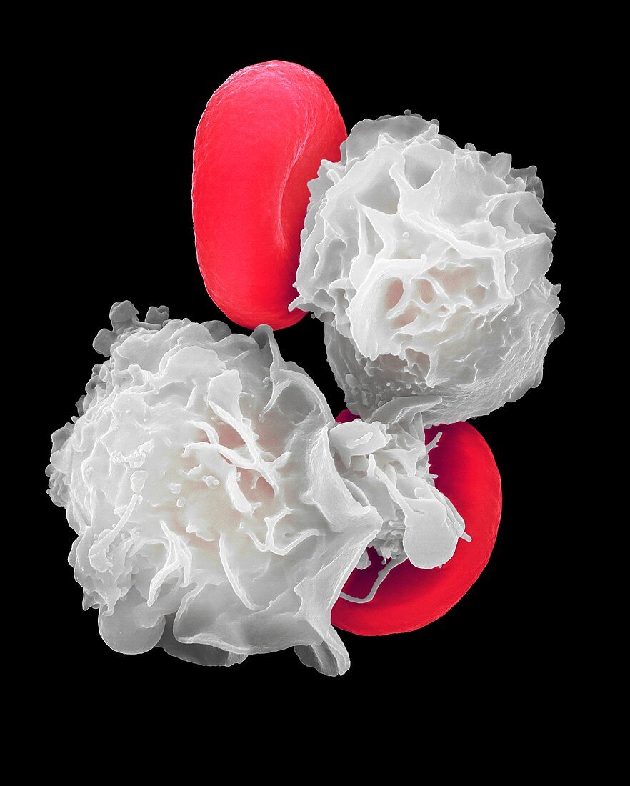 Neutrophils and red blood cells, SEM