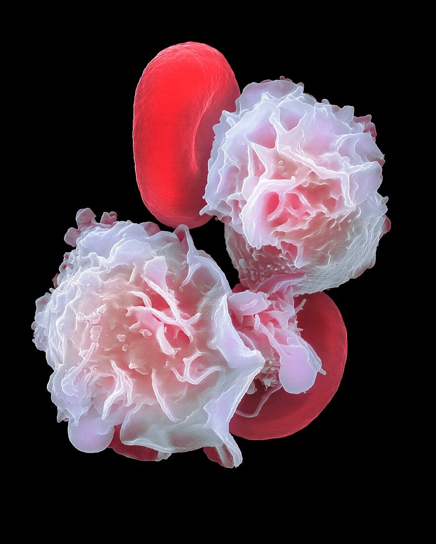 Neutrophils and red blood cells, SEM