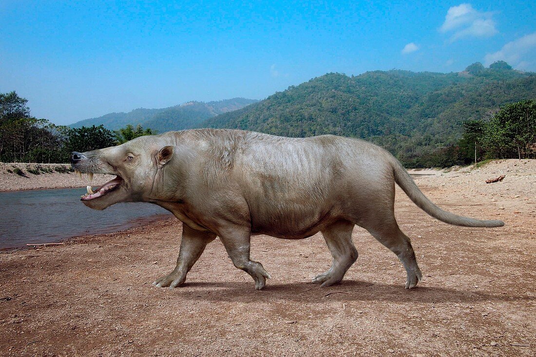 Andrewsarchus prehistoric mammal, illustration