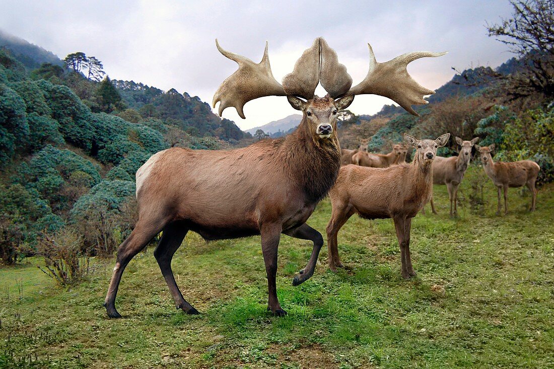Giant Chinese elk, illustration
