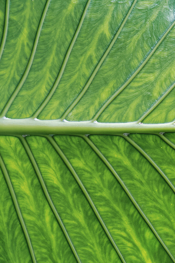 Giant taro (Alocasia macrorrhizos) leaf