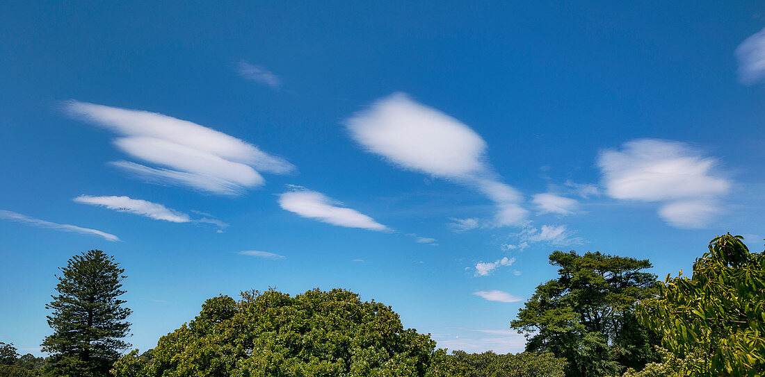 Lenticular clouds over trees
