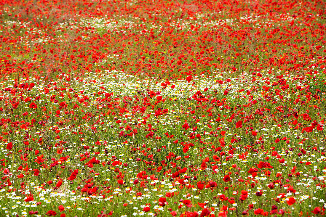 Poppies in a fallow field near Roubia, France