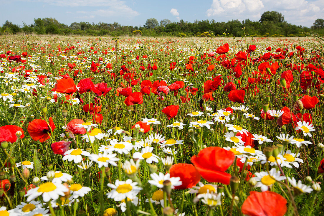 Poppies and other wild flowers in a fallow field