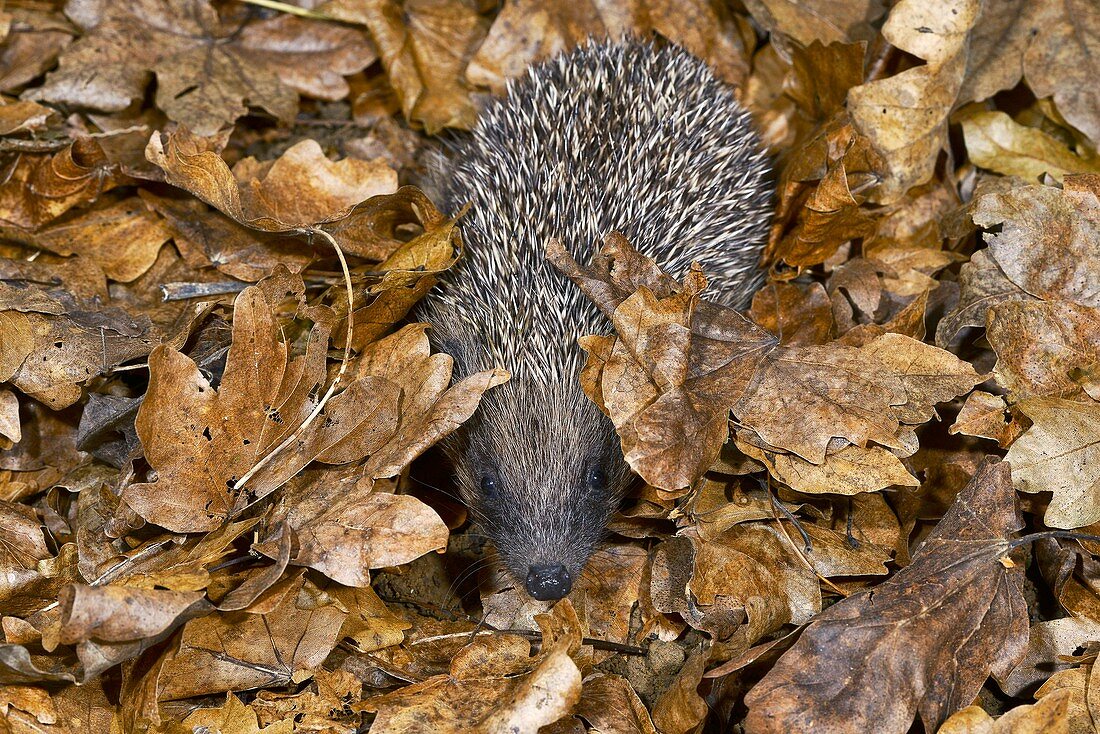 Hedgehog in leaf litter