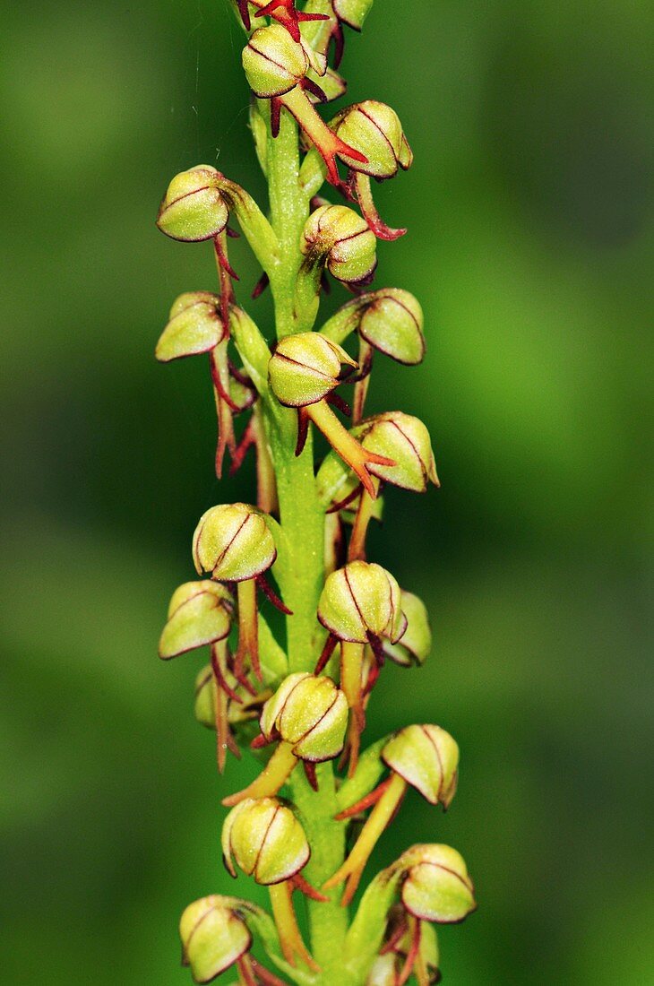 Man orchid (Orchis anthropophora)