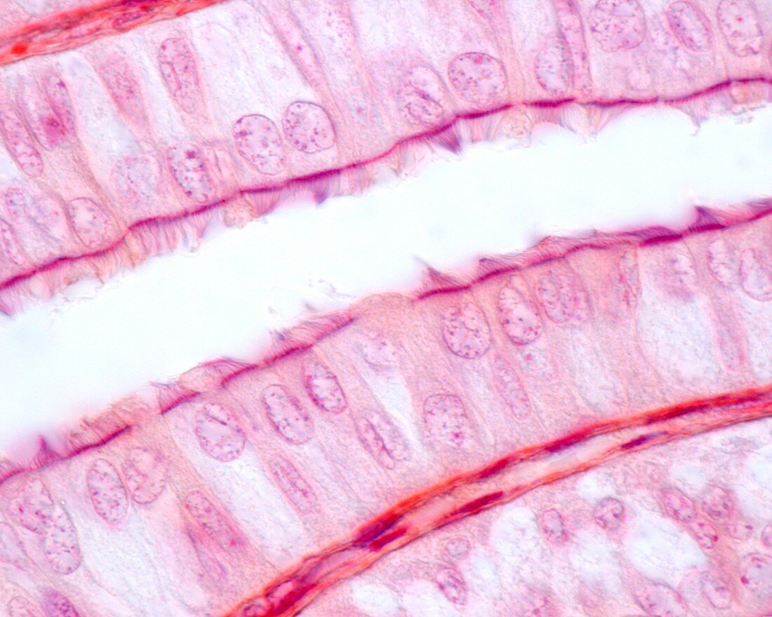 Fallopian tube ciliated epithelium, light micrograph