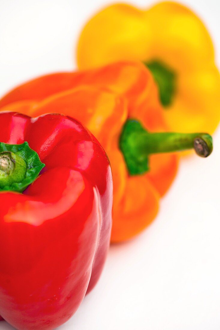 Bell peppers (Capsicum sp.)