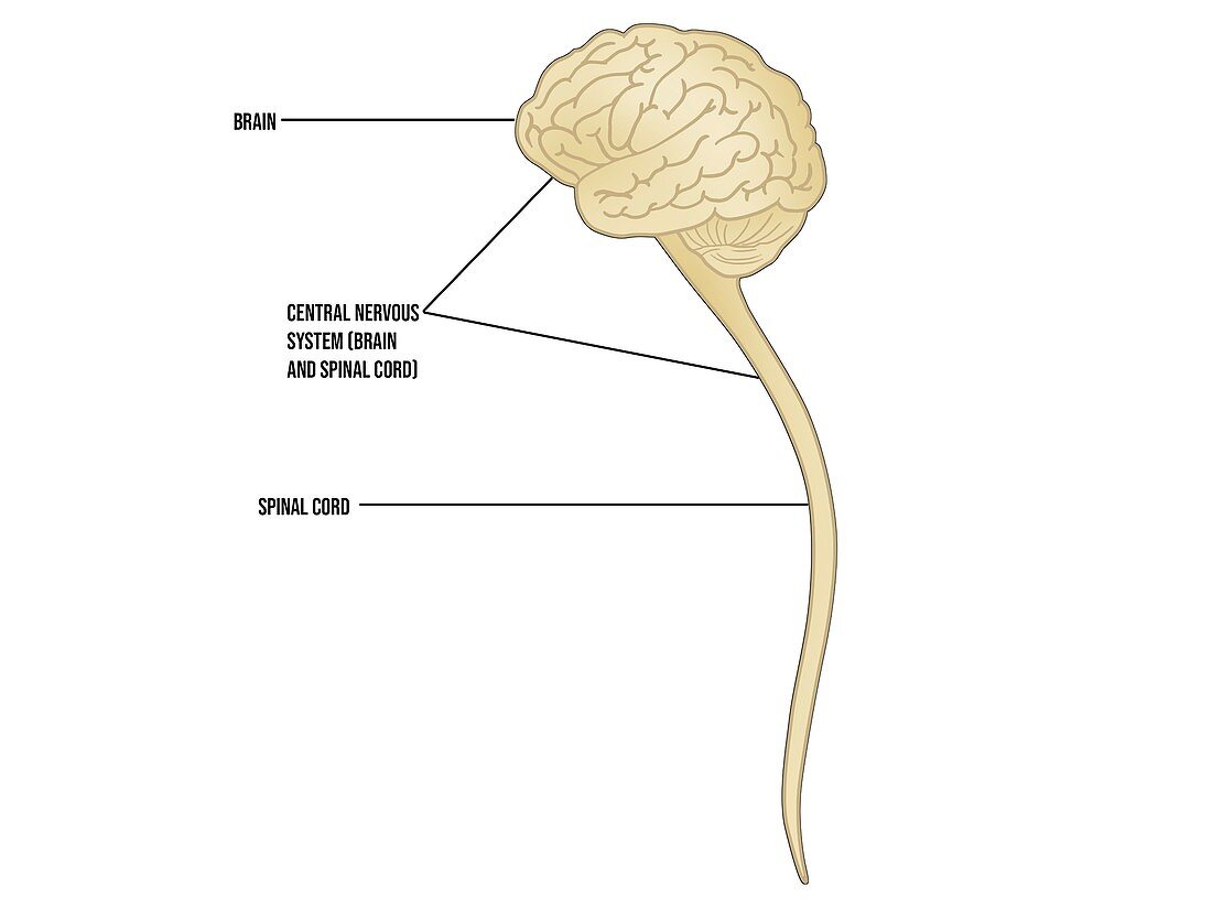 Brain and spinal cord, illustration