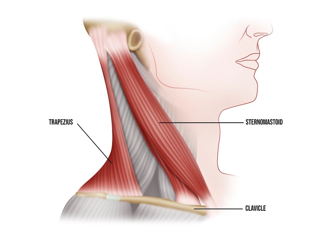Major neck muscles, illustration