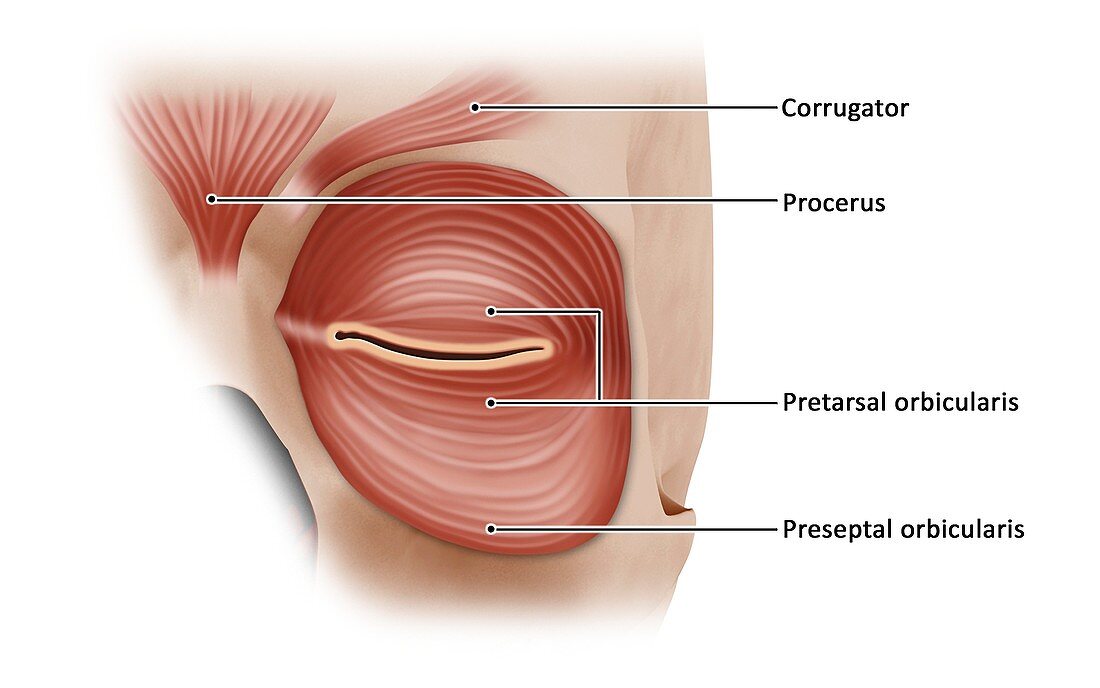 Forehead and eyelid muscles, illustration